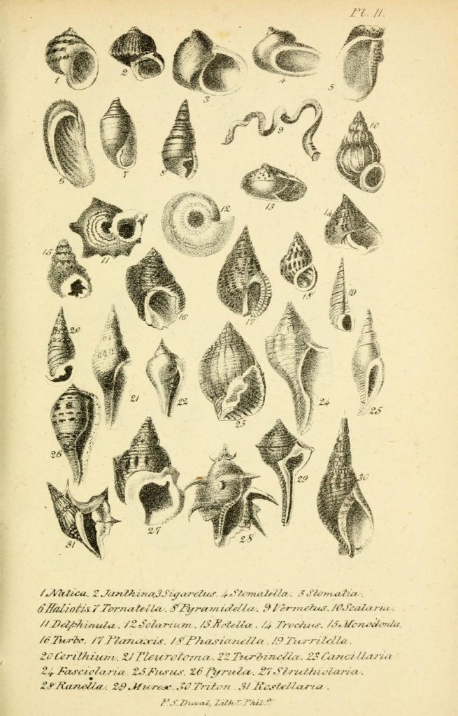 Plate 11, showing various seashells