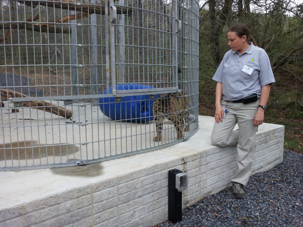 Clouded Leopard with Keeper