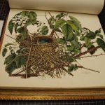 Lithographic print from "Illustrations of the Nests and Eggs of Birds of Ohio"