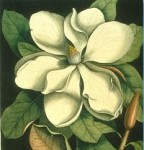 Magnolia from The Natural History of Carolina, Florida and the Bahama Islands