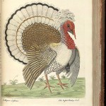 Crested Turkey Cock