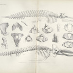 Fossils from "Ostéographie des cétacés vivants et fossiles"