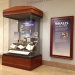 Whales Case 1