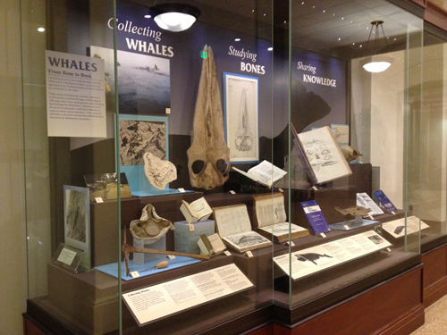 A peek at “Whales: From Bone to Book” – Smithsonian Libraries and ...