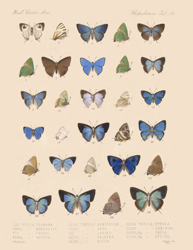 Frederick Godman Insecta. Lepidoptera-Rhopalocera , 1879-1901