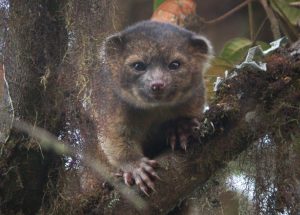 Olinguito by Mark Gurney