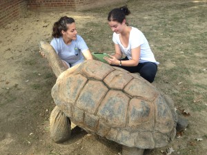 Devon (right) with National Zoo staff and giant tortoise. 