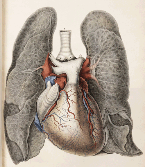 beating heart animation