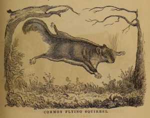 Uncommon Flying Squirrel from the Report on the Commissioner of Patents (1856)