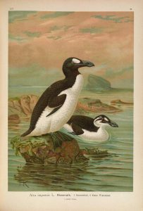 Great Auk