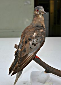 Martha, the last passenger pigeon.