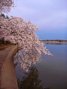 Cherry blossoms along the Tital Basin. Photo by Julia Blakely. 