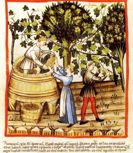 "Vendemmia" (Harvest). Manuscript miniature from Tacuino Sanitatis, 1350 (Biblioteca Nazionale Austriaca, Vienna)