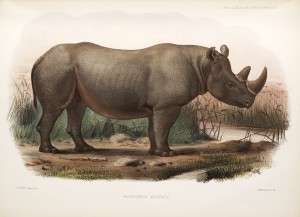 On the rhinoceroses now or lately living in society's menagerie by Phillip Lutley Sclater.