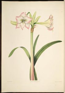 Amaryllis Solandriflora(Biodiversity Heritage Library, contributed by the Missouri Botanical Garden, Peter H. Raven Library)