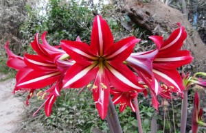 Native to the Andean Region, here is a photograph of an amaryllis used as a landscape element in a garden in Chile, recently taken (the photo, that is) by the Smithsonian Libraries’ own Diane Shaw. 