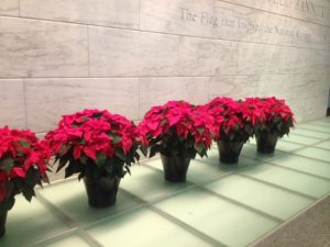 Poinsettias in the National Museum of American History (photo by Julia Blakely, 20140