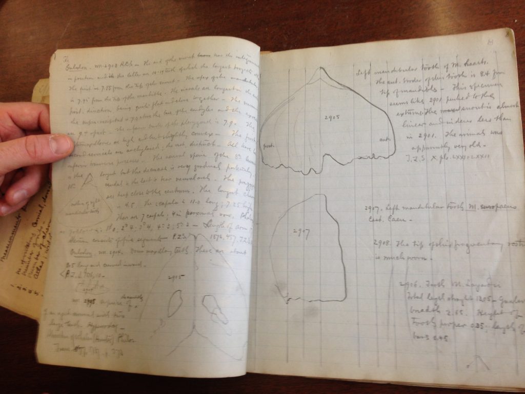 F.W. True's Journal (1883-84). Data recorded from specimens at European and English museums. Used to inform True's Delphinidae publication.