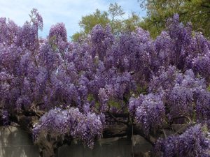 Not misused: this year's blooming of wisteria at the National Museum of American History (photo by Julia Blakely)