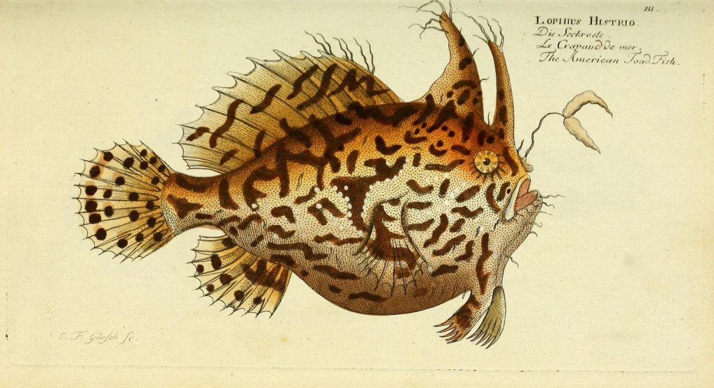定番即納18世紀魚類画譜(銅版画108枚）Marcus Elieser Bloch『NATURGESCHICHTE DER AUSLANDISCHEN FISCHE』（2冊）マルクス・エリエゼル・ブロッホ 画集