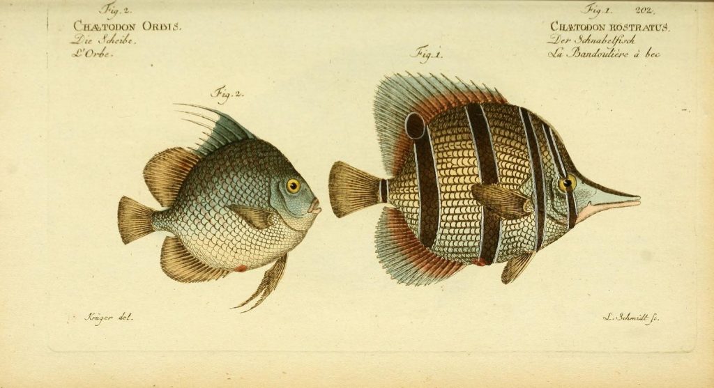 Spotted Scat (Argus) Fish Chart Identification Illustration portrait by  Marcus Elieser Bloch Leggings by Atlantic Coast Arts and Paintings