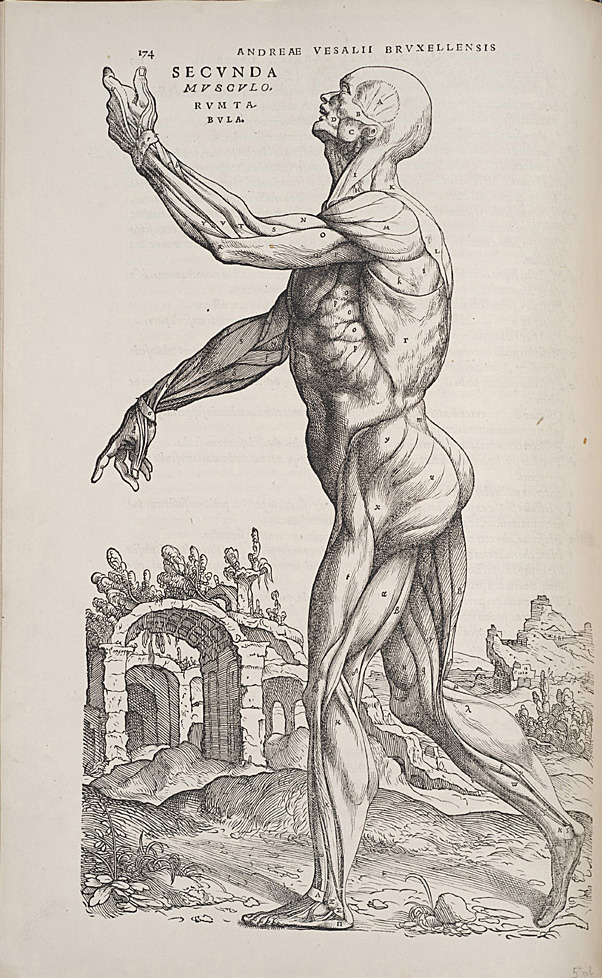 Standing figure from De humani corporis fabrica, 1543.