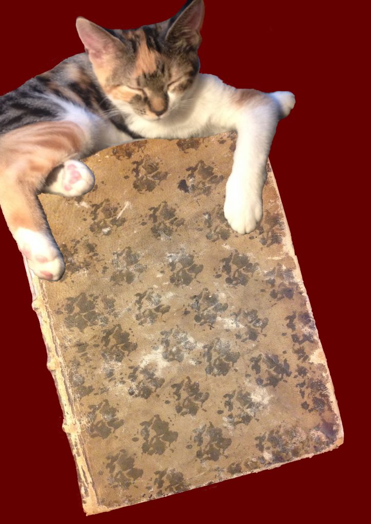 A mottled cat upon a mottled book 