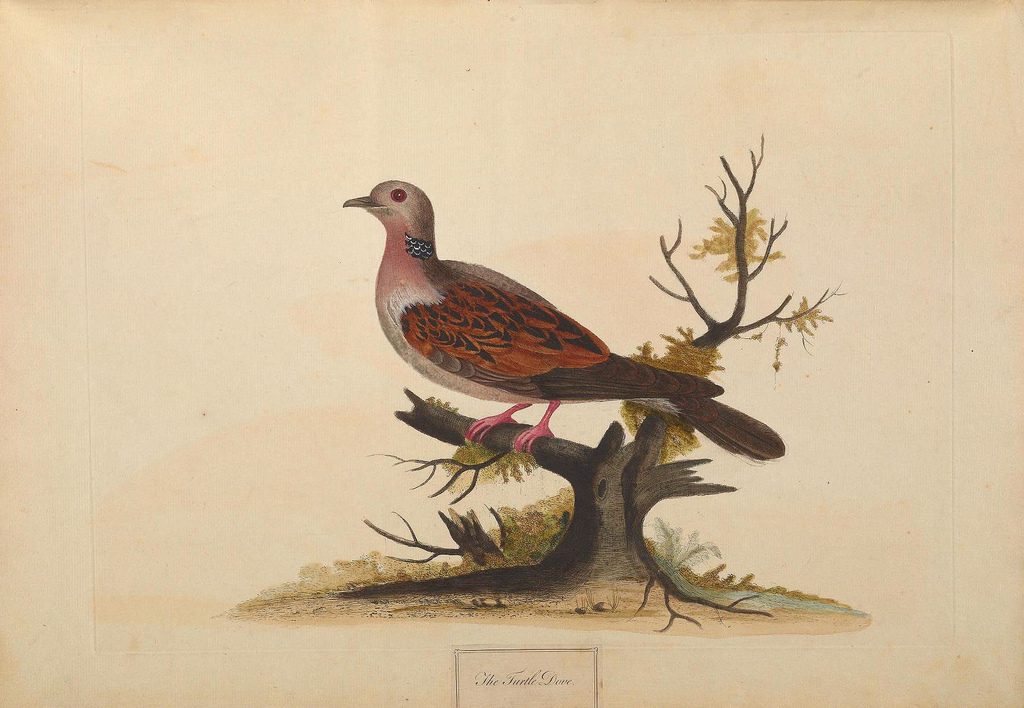 A natural history of British birds London :Printed for S. Hooper,1775. http://biodiversitylibrary.org/item/108809