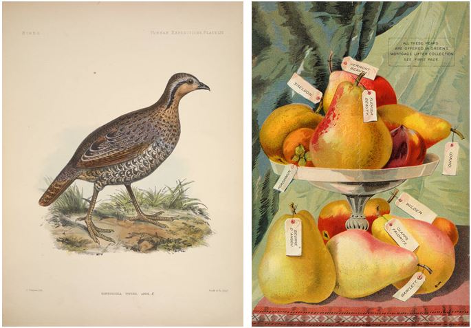 Partridges and Pears