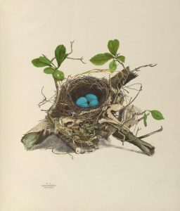 wood thrush nest with eggs