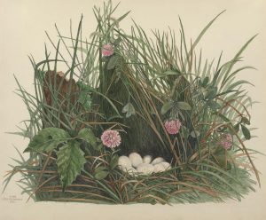 Quail nest and eggs, plate XVIII