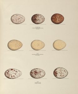 Eggs of the fish hawk, wild turkey, and turkey buzzard, plate XXXIX