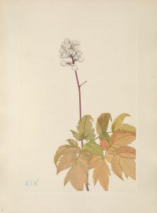 ivory_baneberry_actaea_arguta