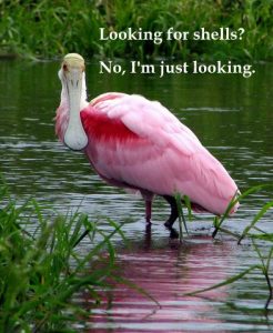 800px-Roseate_Spoonbill_-_Myakka_River_State_Park-1