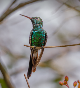 Cuban Emerald. Photograph of Peter E. Hart (PEHart on Flickr)