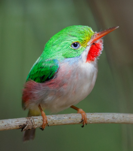 CubanTODY