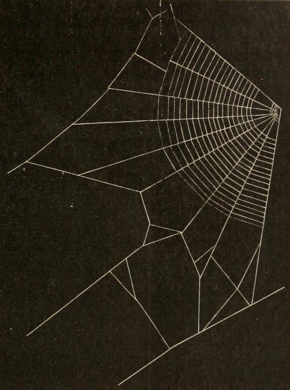 "Fig. 143. Section of foundation lines and orb of the Orchard spider" from American Spiders and Their Spinningwork by Henry McCook (1889).