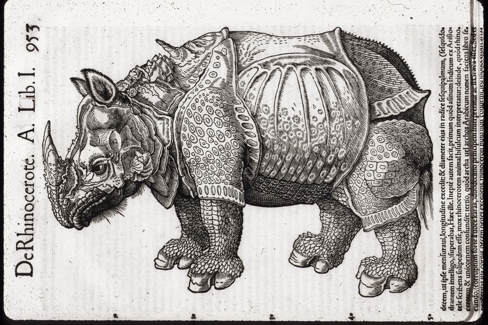 rhino