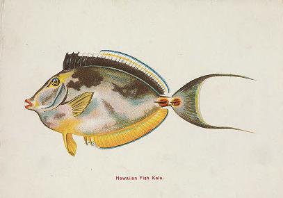 Hawaiian Fishes: From science to souvenir – Smithsonian Libraries