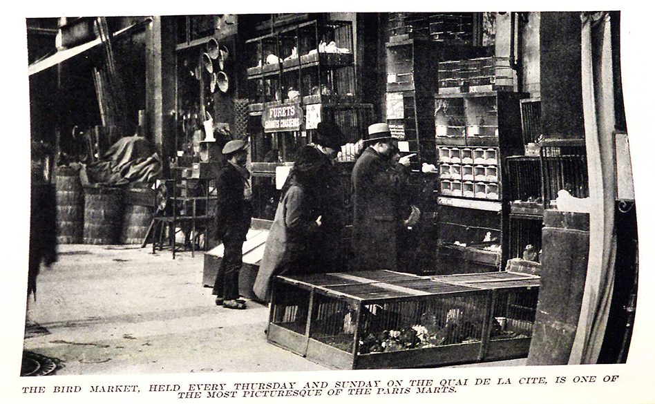 Photograph by Thérèse Bonney of an out door street market selling birds in Paris.