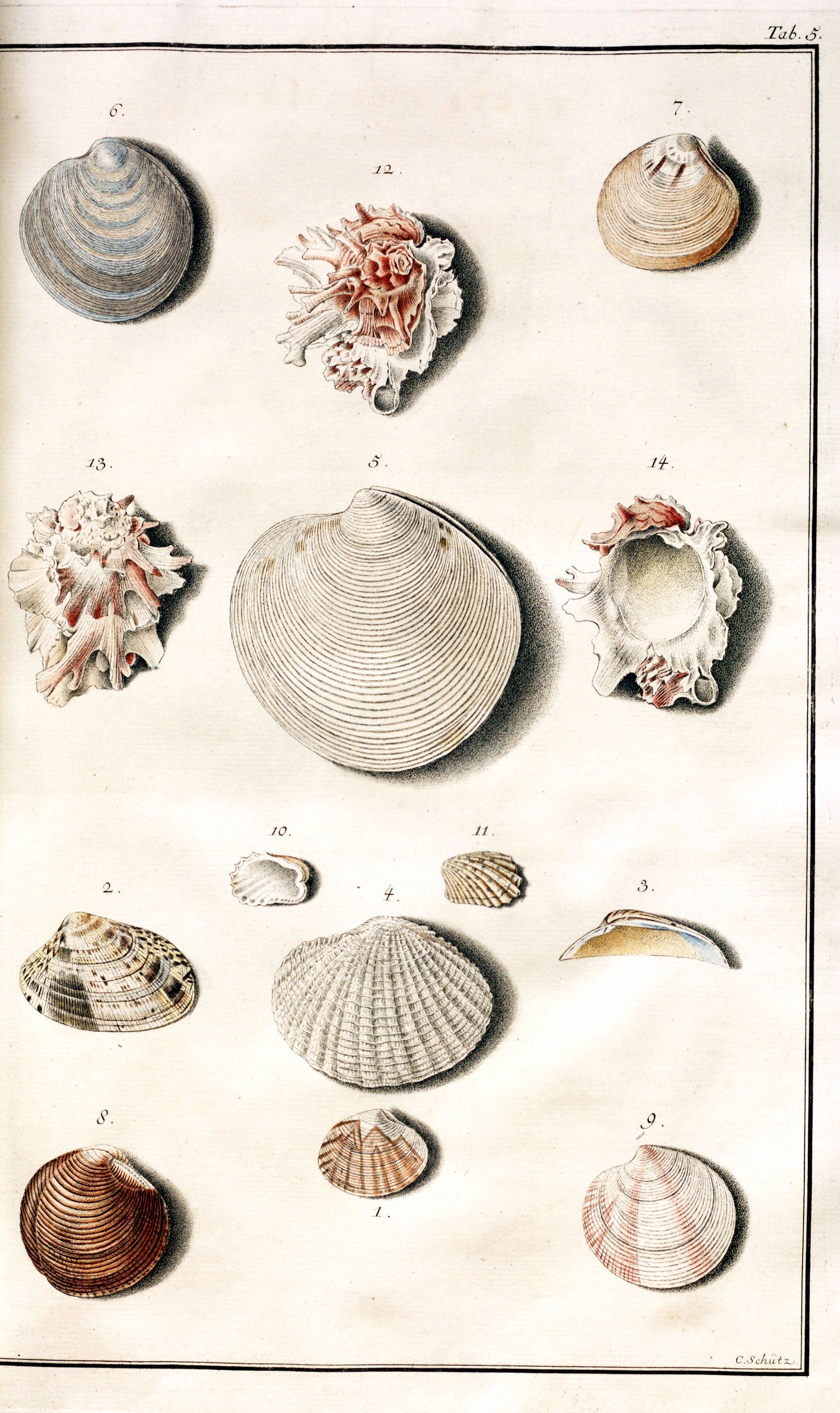 The beautiful, intricate world of seashells - BBC Science Focus Magazine