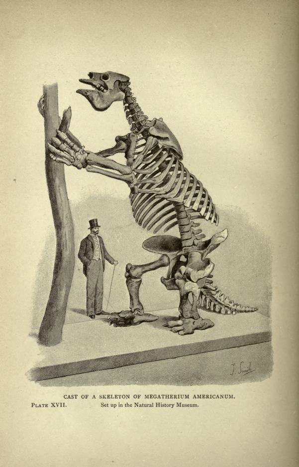 sloth hand skeleton