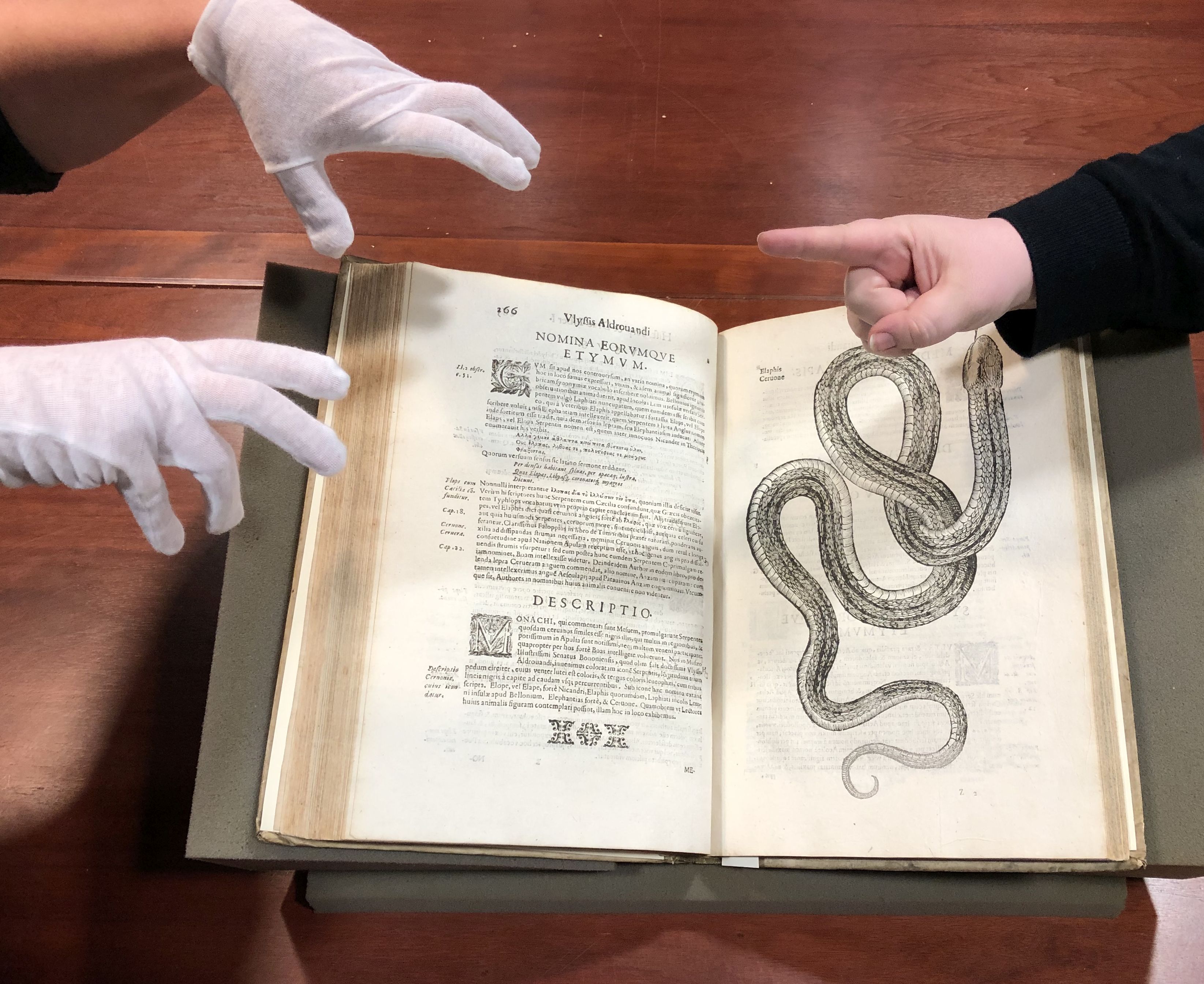 No Love for White Gloves, or: the Cotton Menace – Smithsonian Libraries and  Archives / Unbound