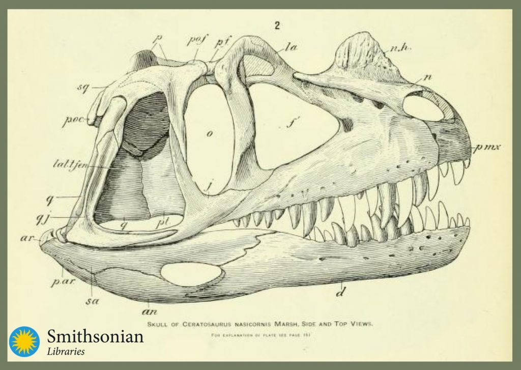 Black and white illustration of dinosaur skull.