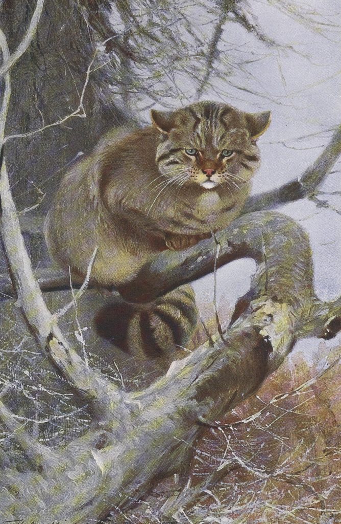 Book illustration of brown wild cat in tree