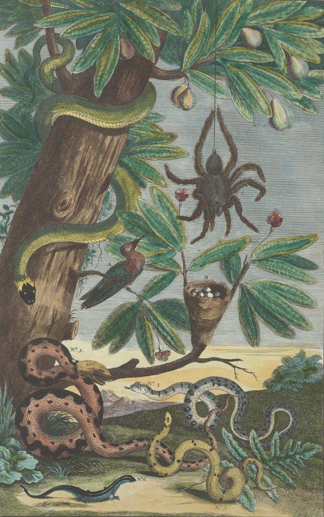 Book illustration of forest scene with various species of snakes, a large spider and a bird.