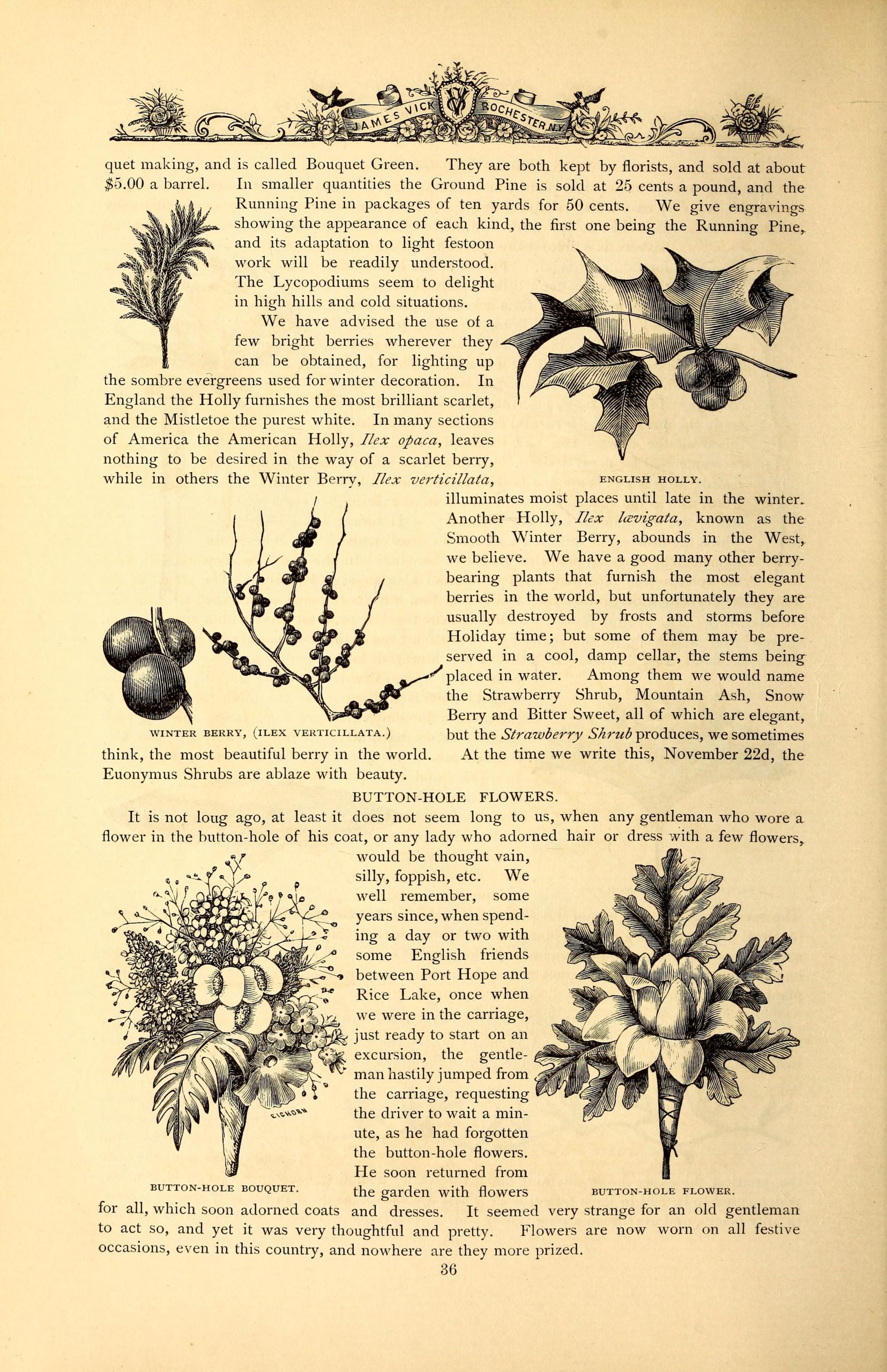 English Holly, Winter Berry (Ilex verticillata), Button-hole Bouquet, and Button-hole Flower