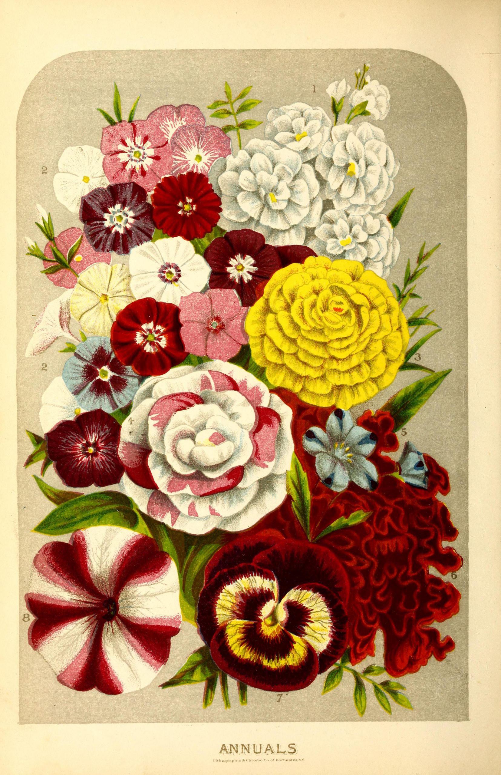 Flowers including Annuals: Ten-Weeks Stock, Phlox drummondii, Double Portulaca, Balsam, Nemophila, Japan Cockscomb, Pansy, and Striped Petunia.