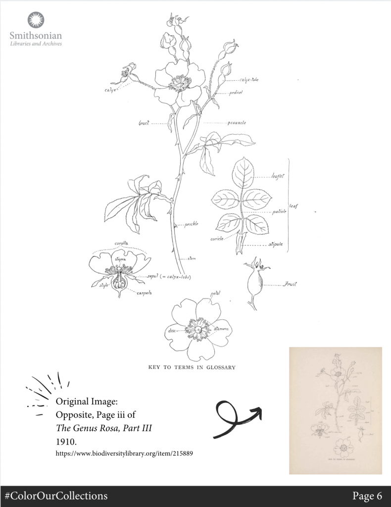 Black and white botanical illustration of parts of rose plant