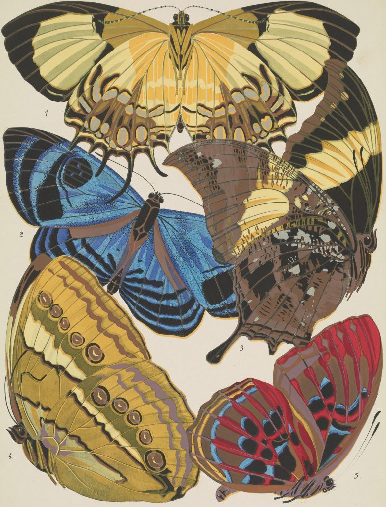 Book illustration of large, overlapping butterflies.